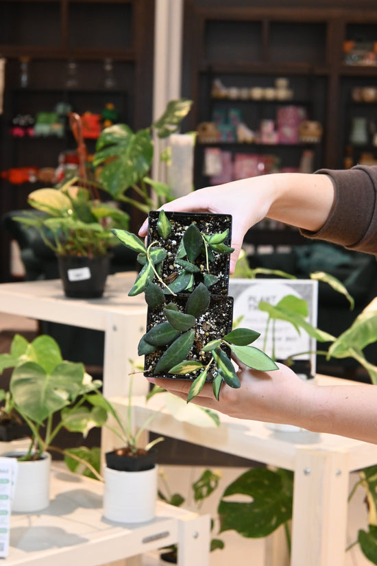 Hoya Burtoniae Variegated