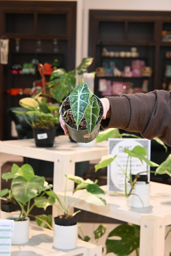 Alocasia Amazonica Polly Variegated