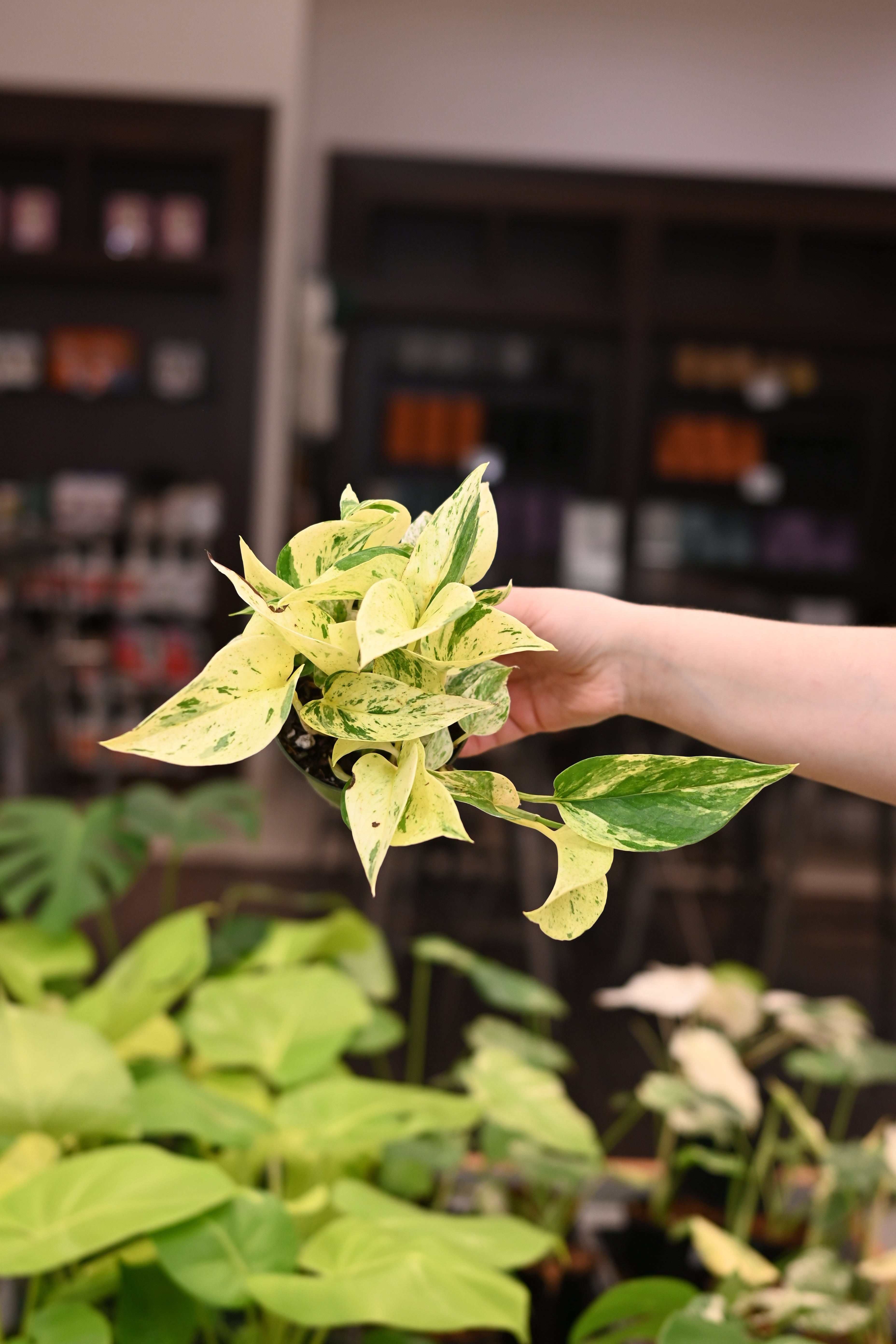Snow Queen Pothos