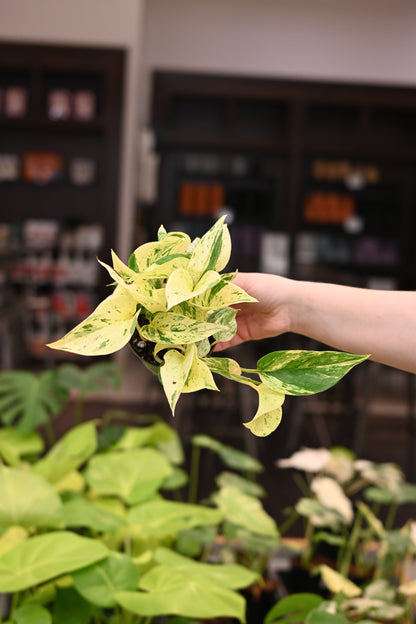 Snow Queen Pothos