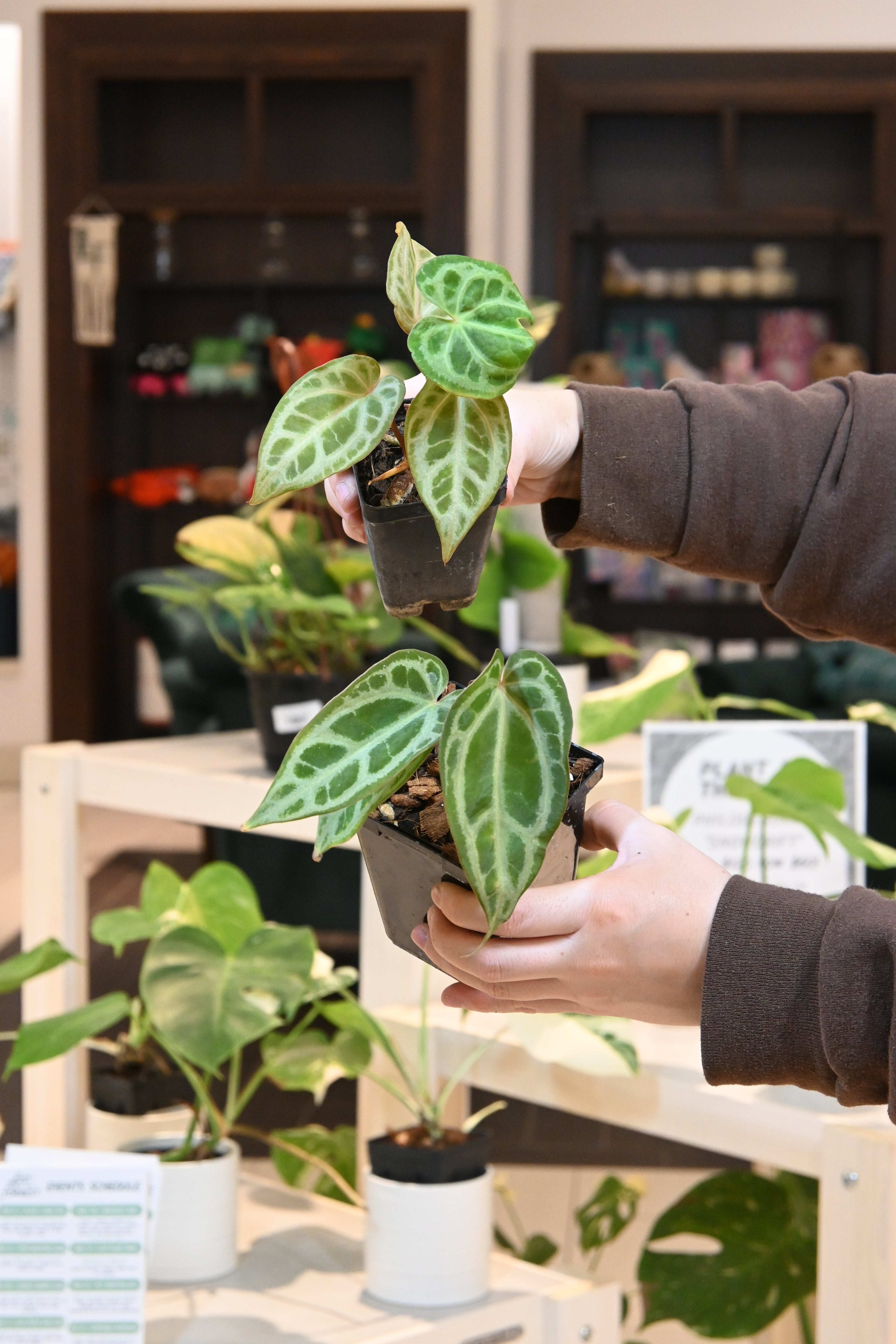 Anthurium Shelby&