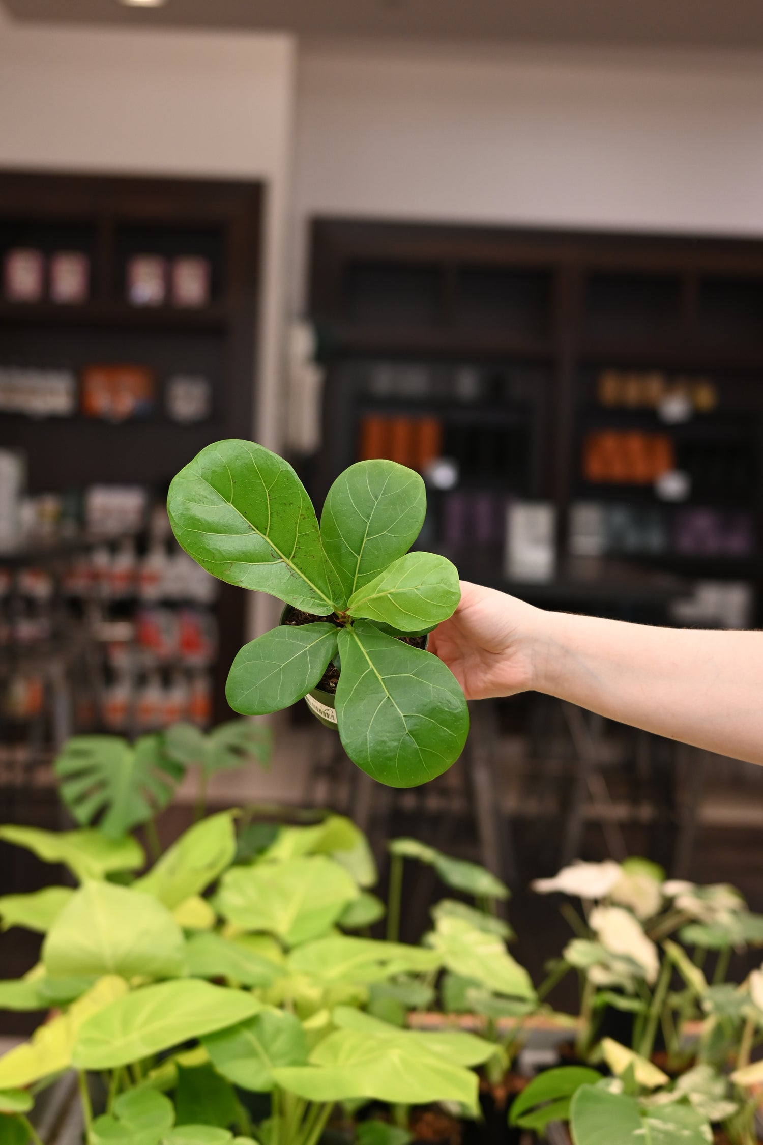 Ficus Lyrata &