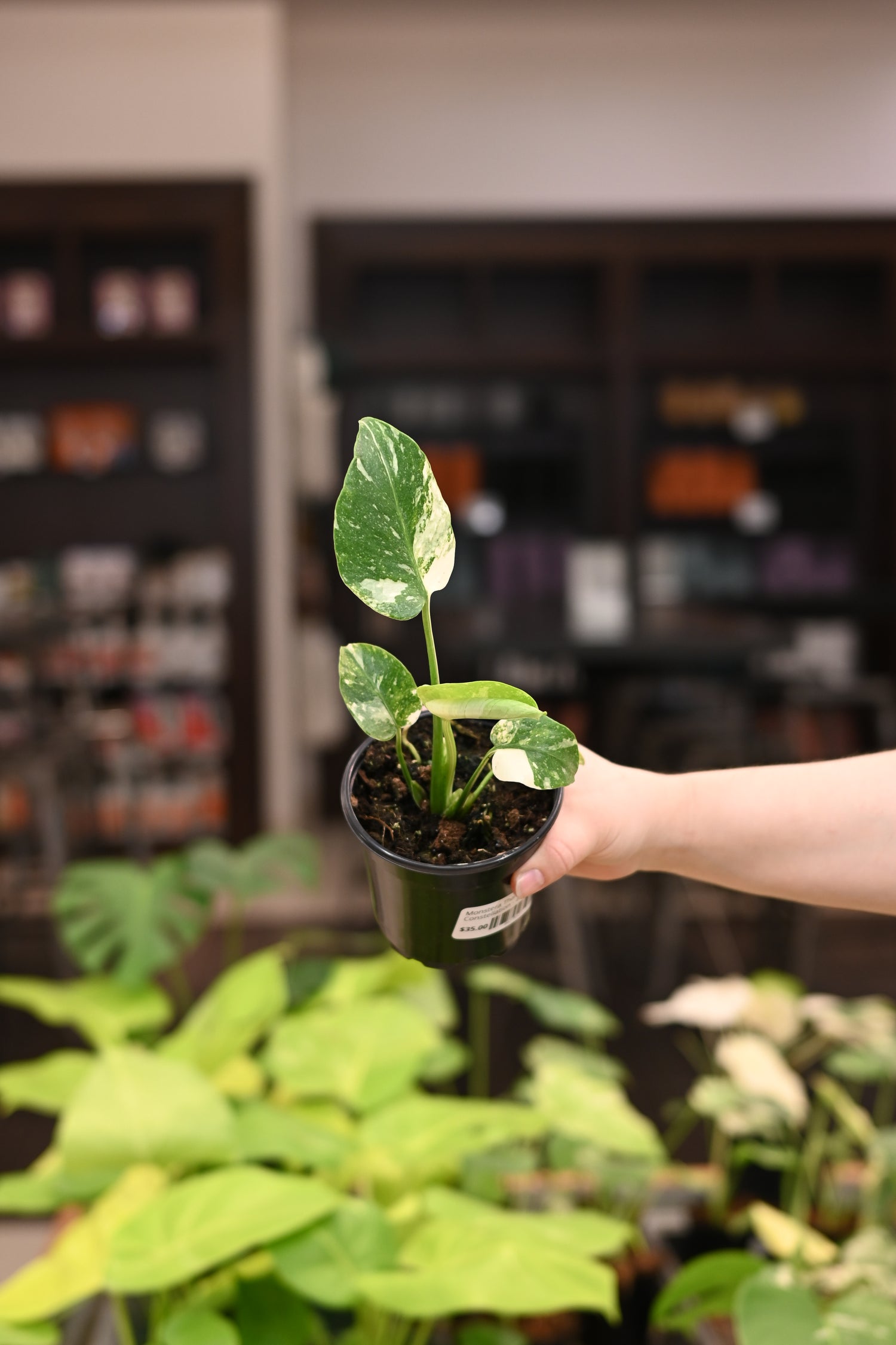 Monstera Thai Constellation