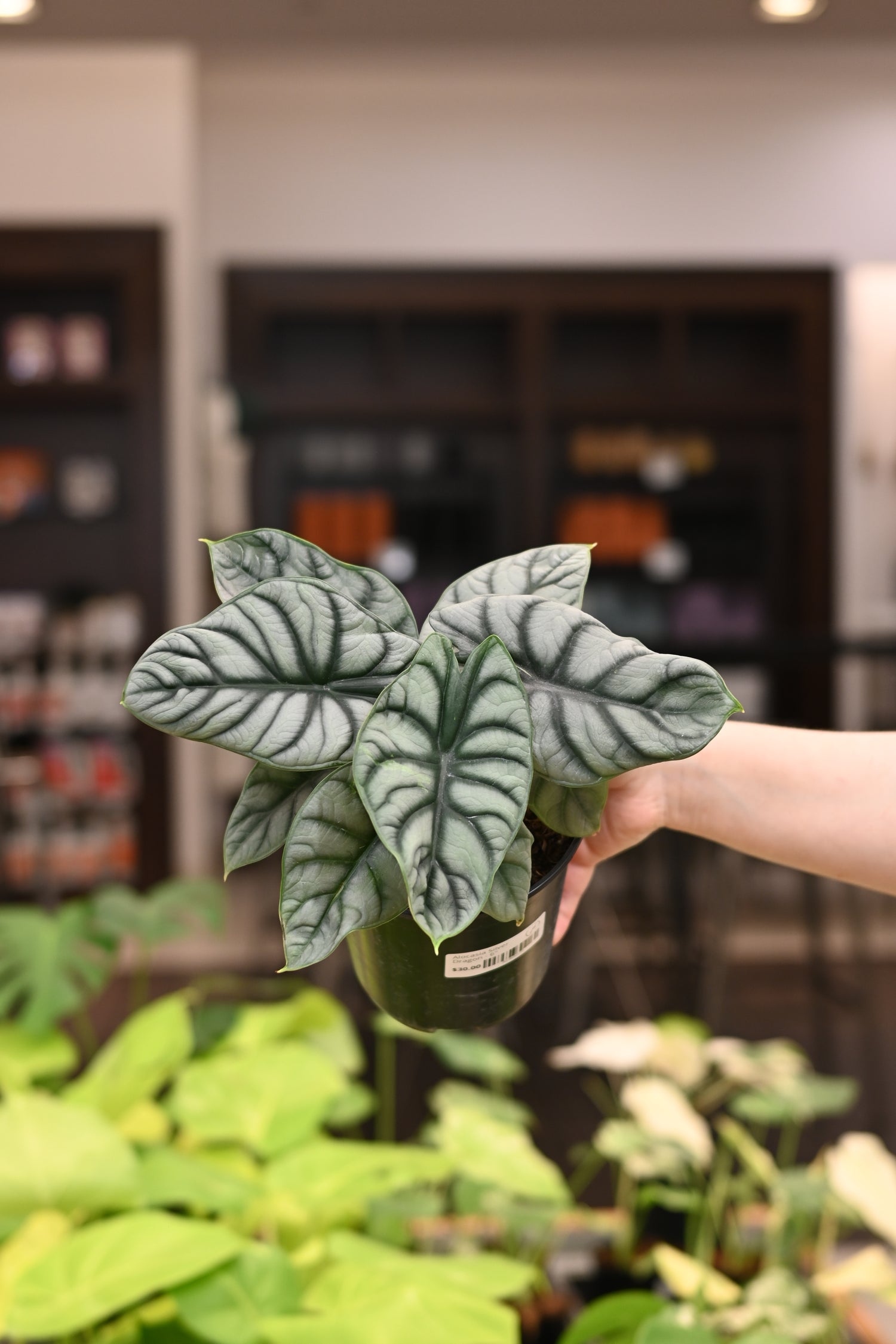 Alocasia Silver Dragon