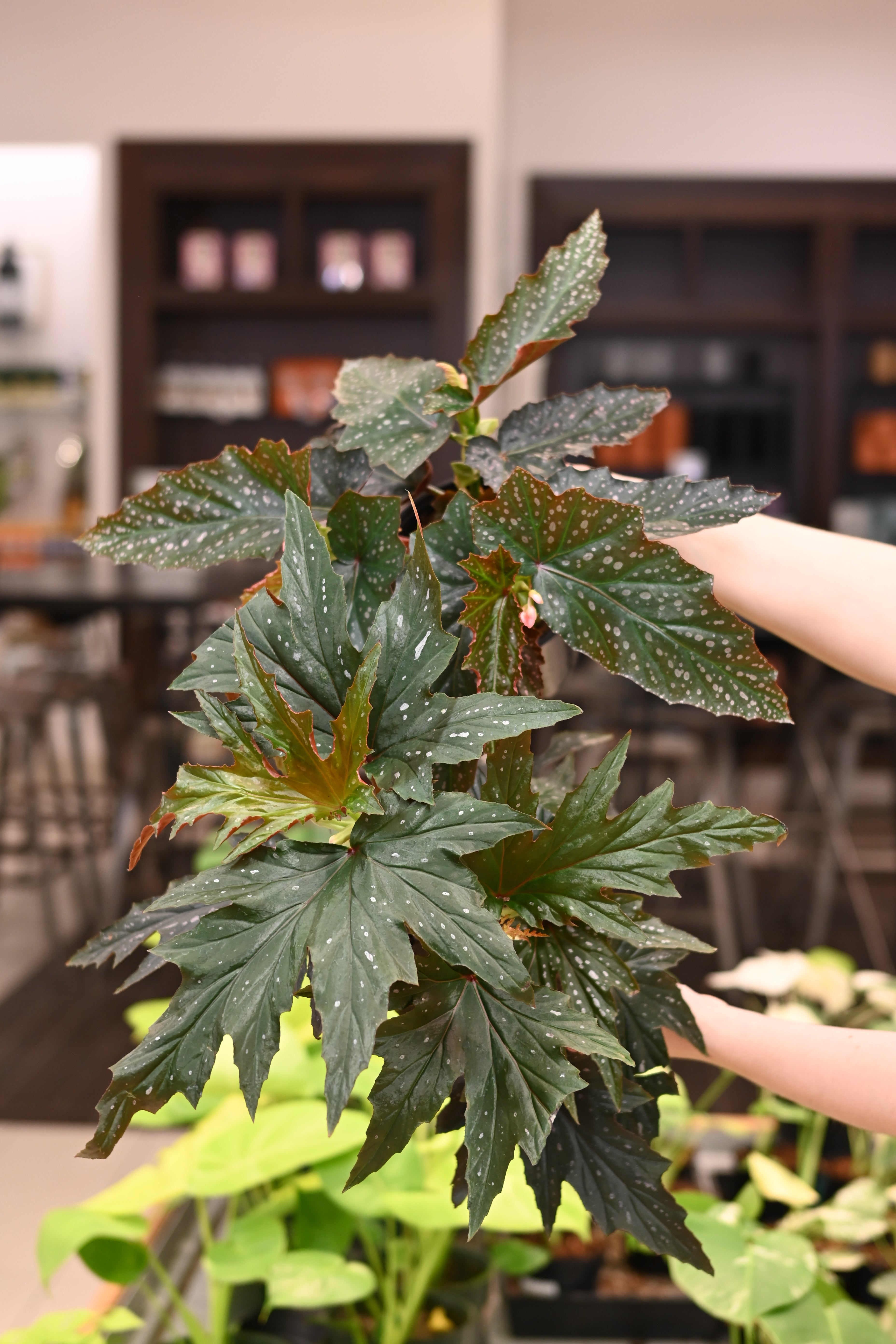 Angel Wing Begonia