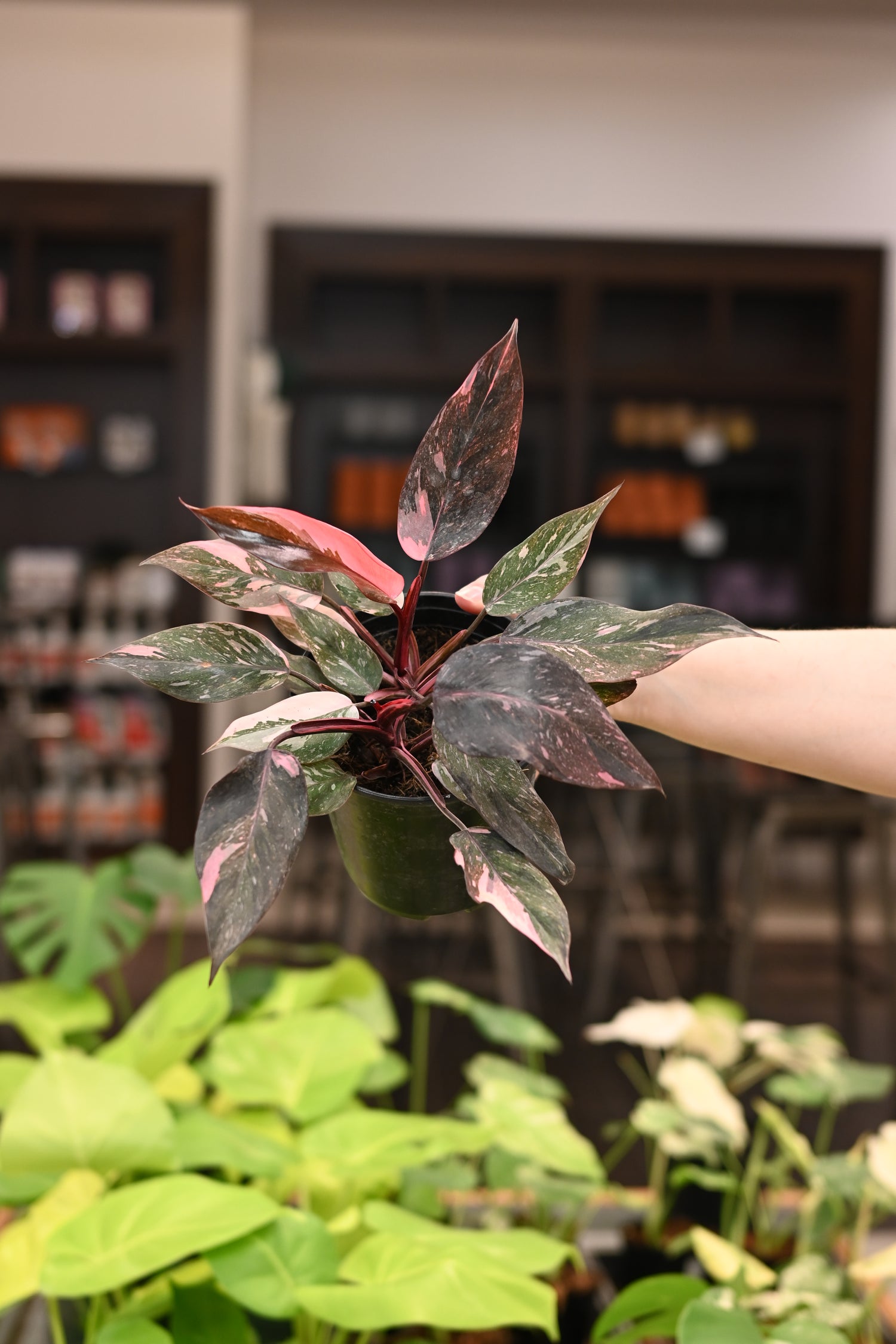 Philodendron Pink Princess