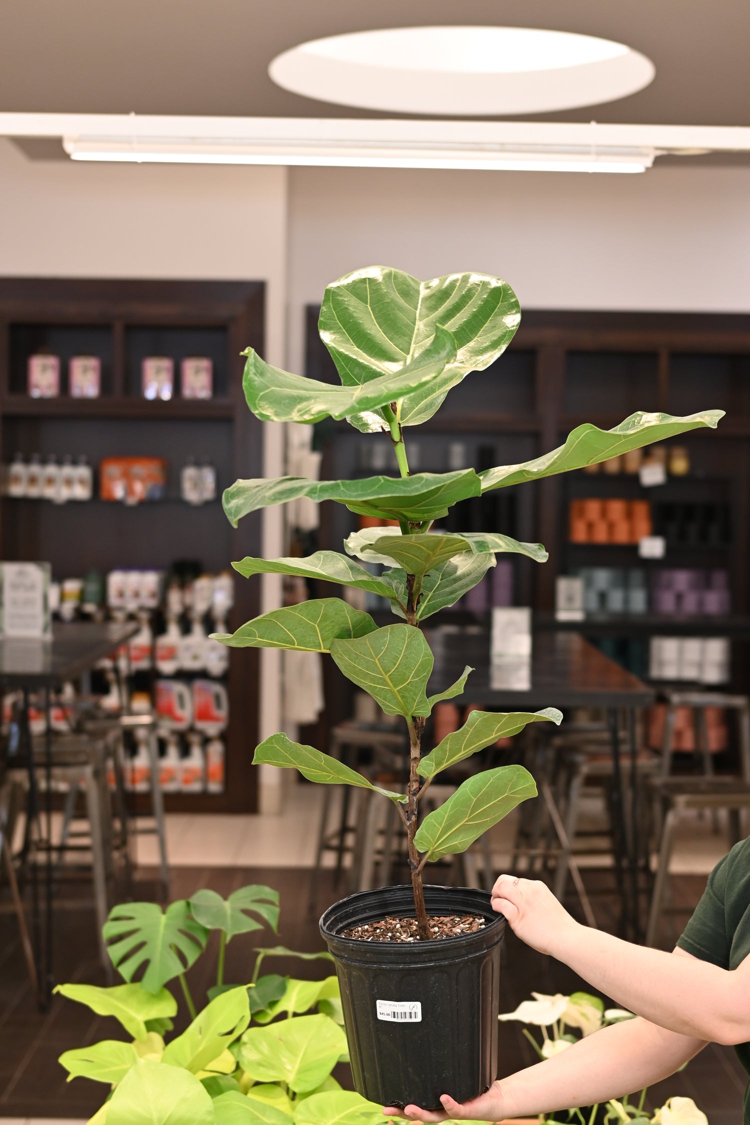 Ficus Lyrata Tree