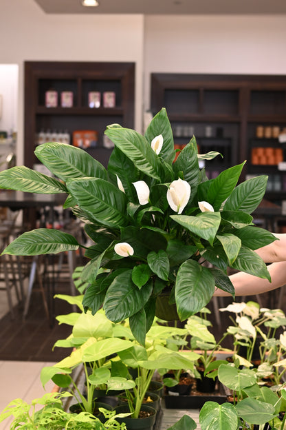 Spathiphyllum
