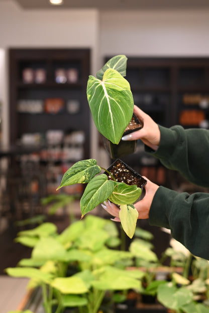 Philodendron Gloriosum Variegated