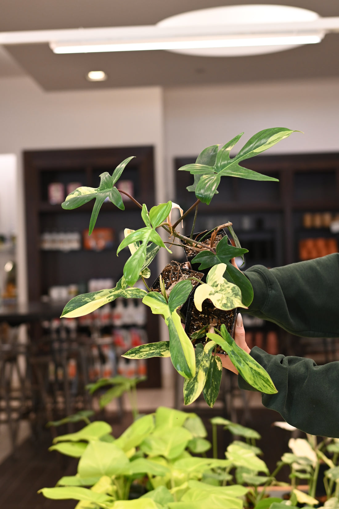 Philodendron Florida Beauty