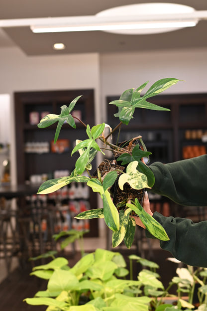 Philodendron Florida Beauty