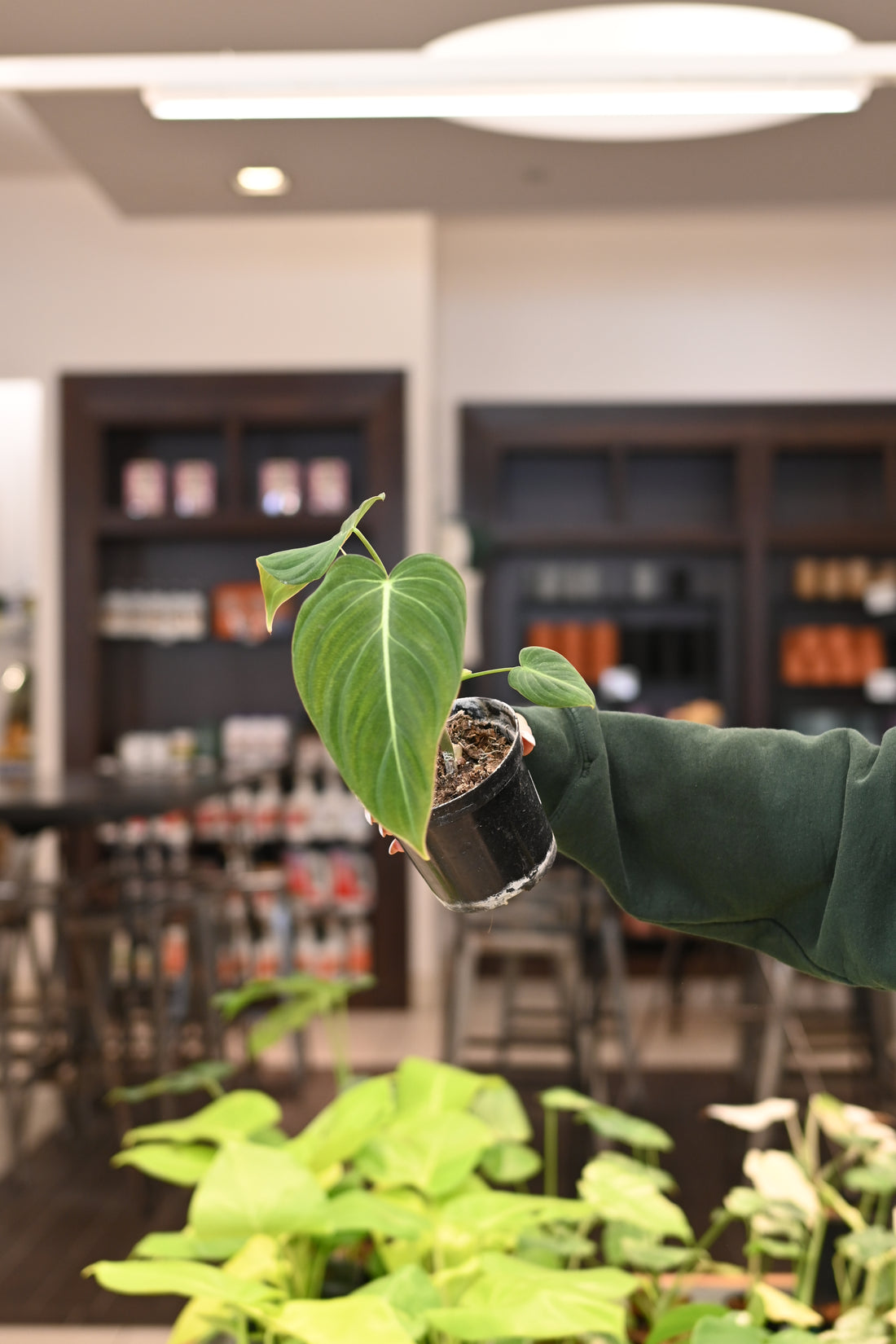 Philodendron Glorious