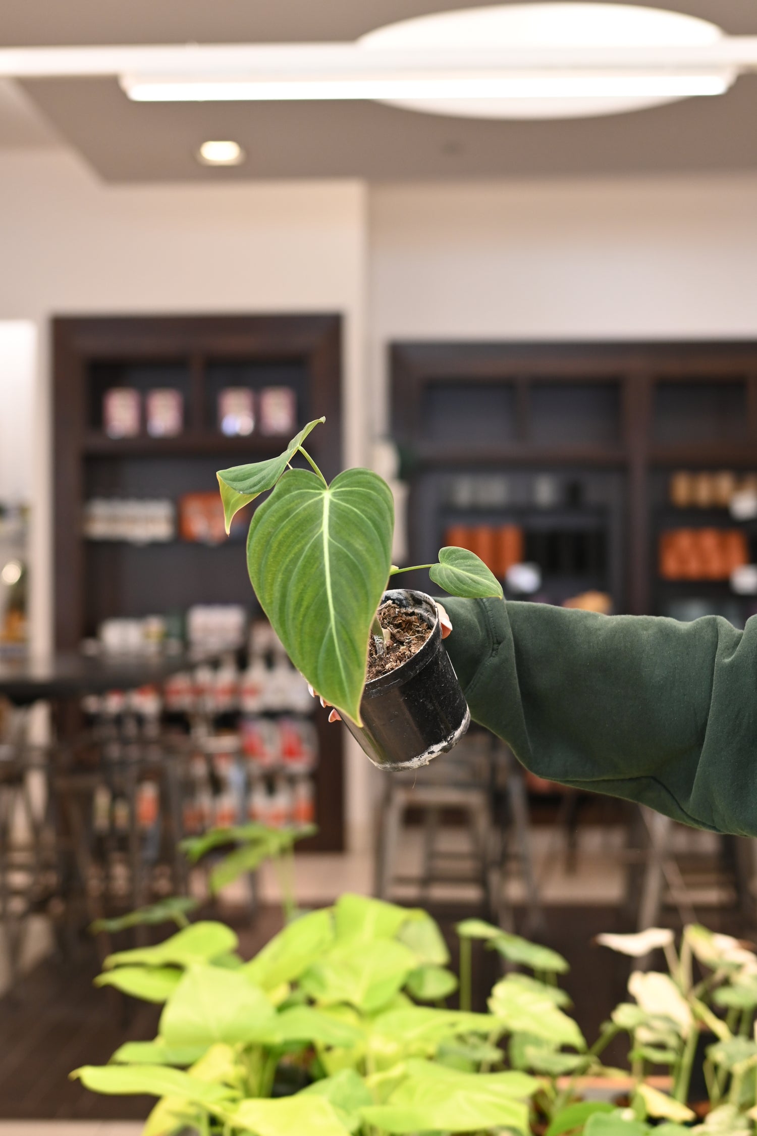 Philodendron Glorious