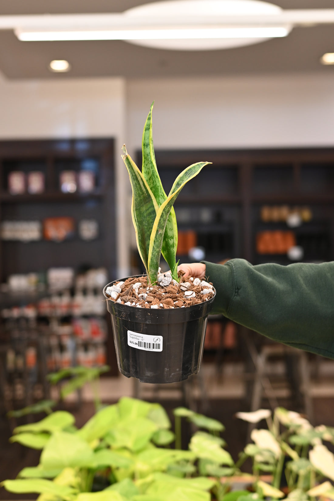 Sansevieria Superba