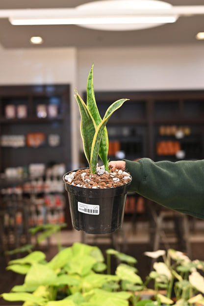 Sansevieria Superba