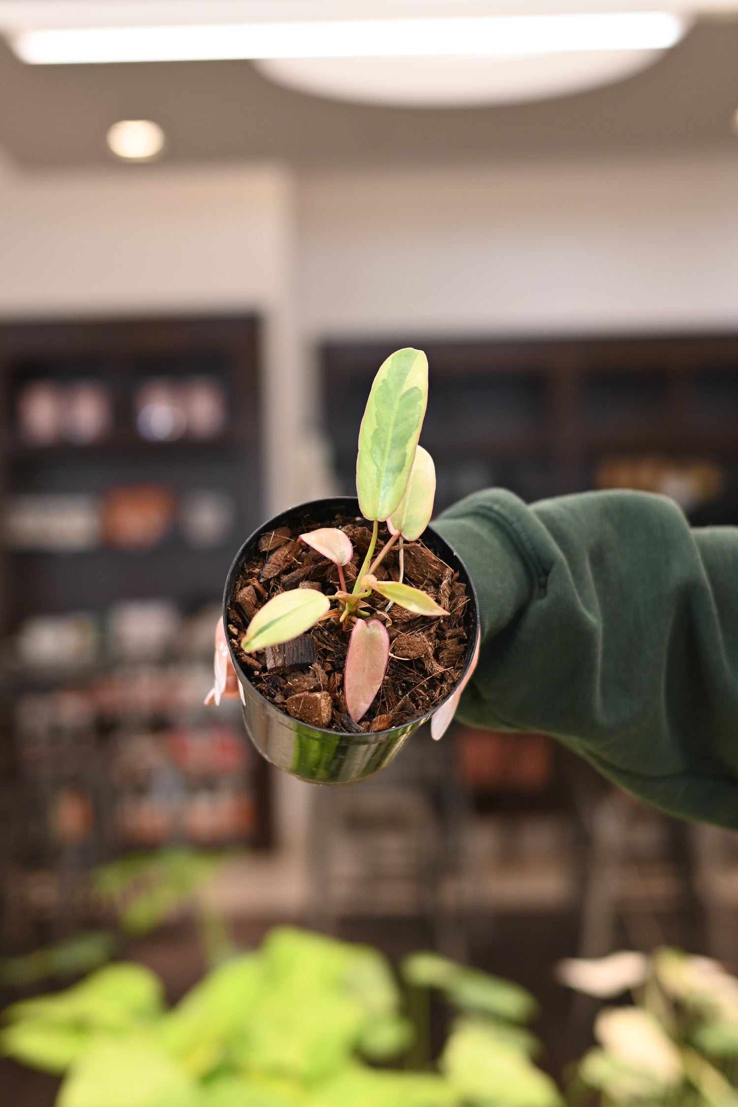 Philodendron Atabapoense Variegated