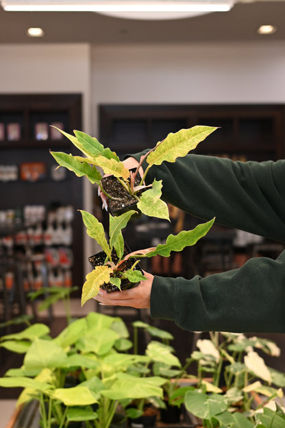 Philodendron Golden Crocodile Variegated