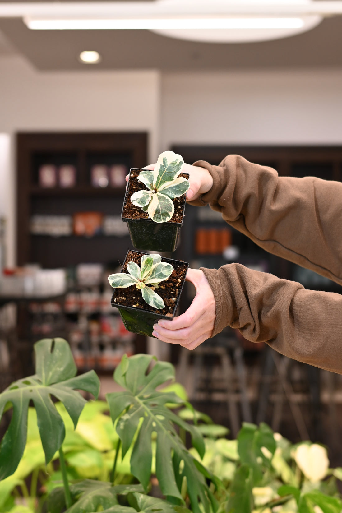 Ficus Lyrata Variegated