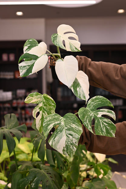 Monstera Albo