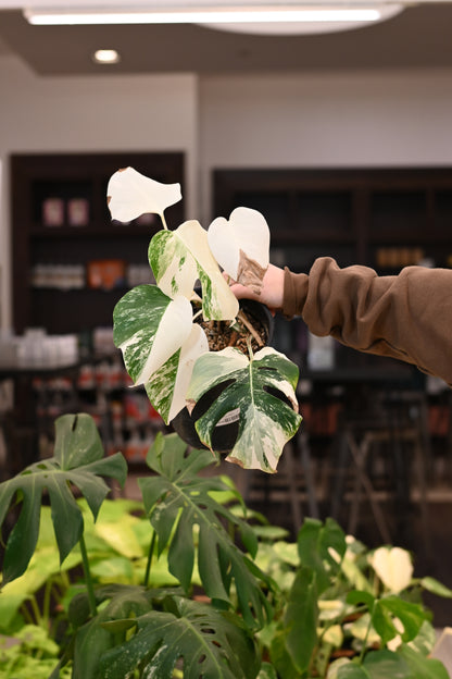 Monstera Albo