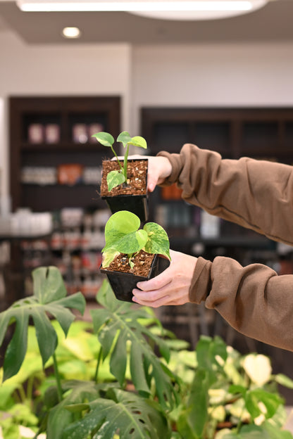 Monstera Marilyn