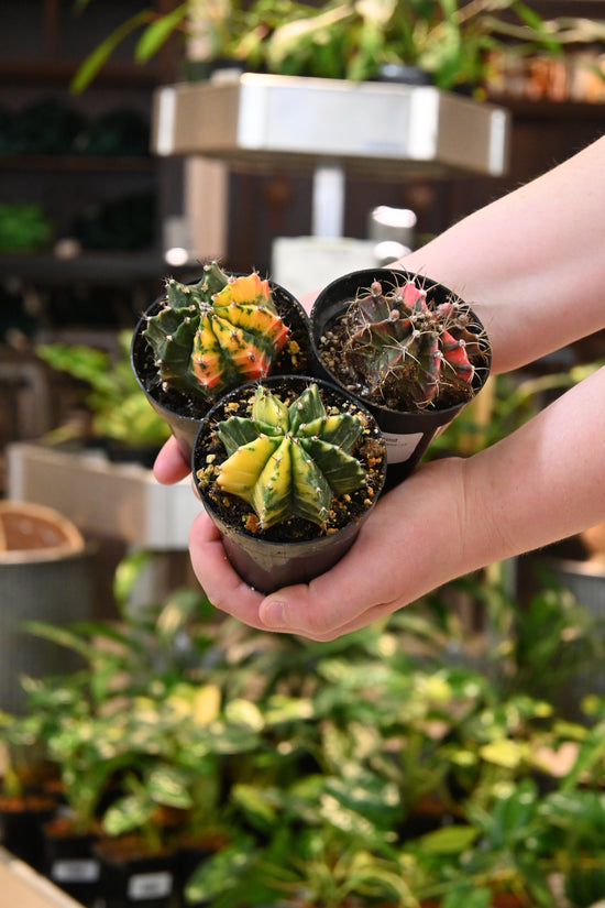 Variegated Gymnocalycium Cactus