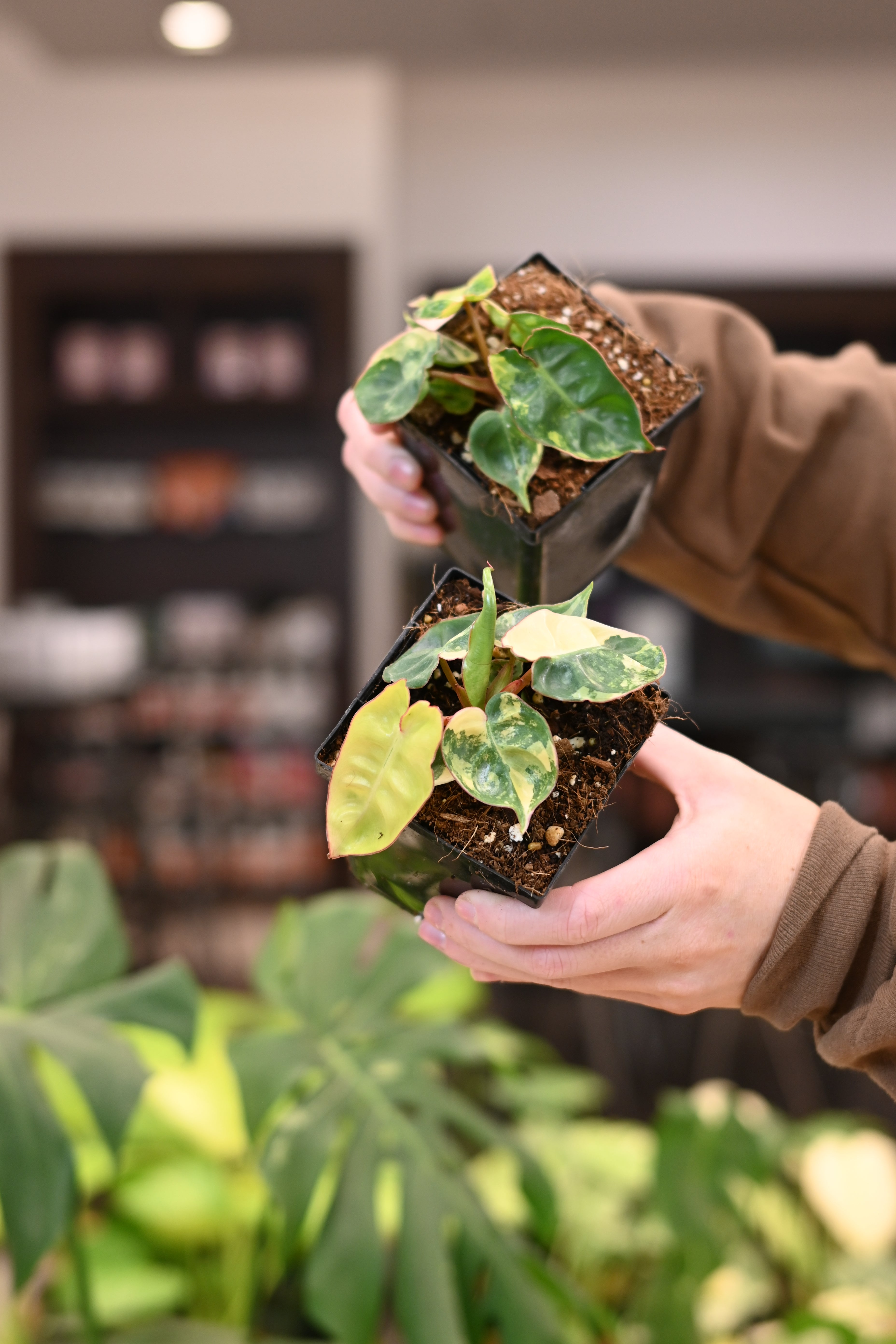 フィロデンドロン　Philodendron Billietiae 斑入り Philodendron Billietiae Variegated – Lost in the Forrest