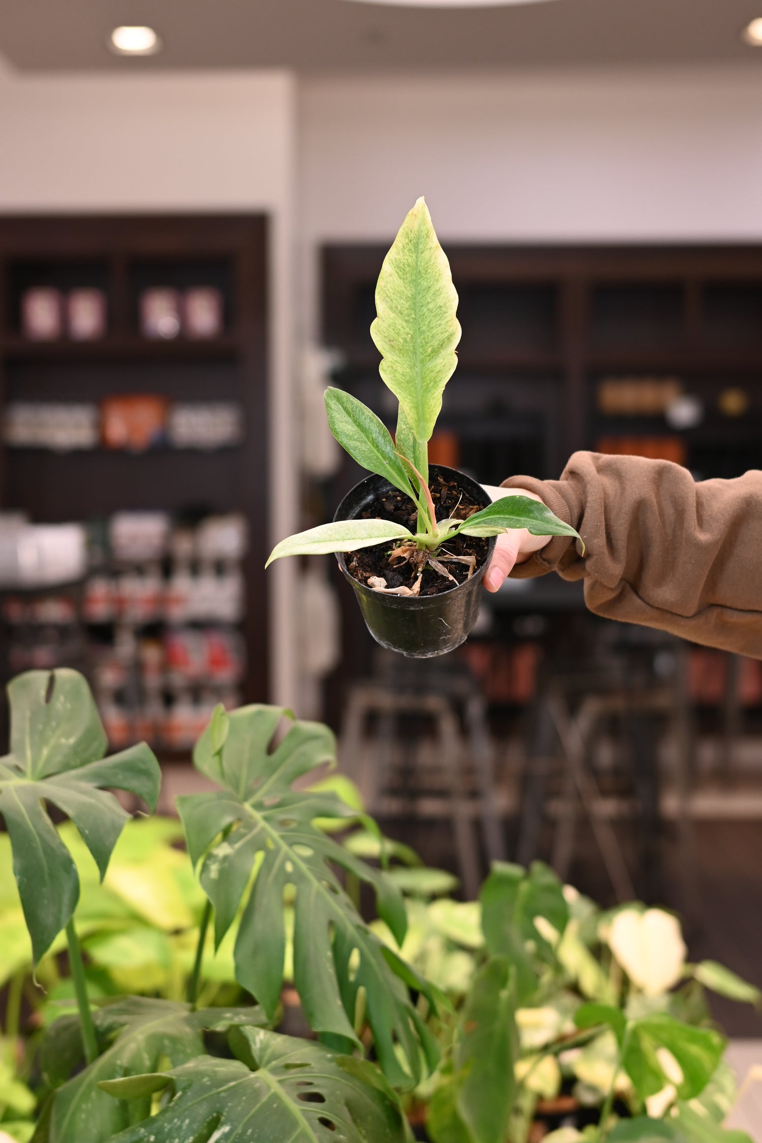 Philodendron Golden Crocodile Mint
