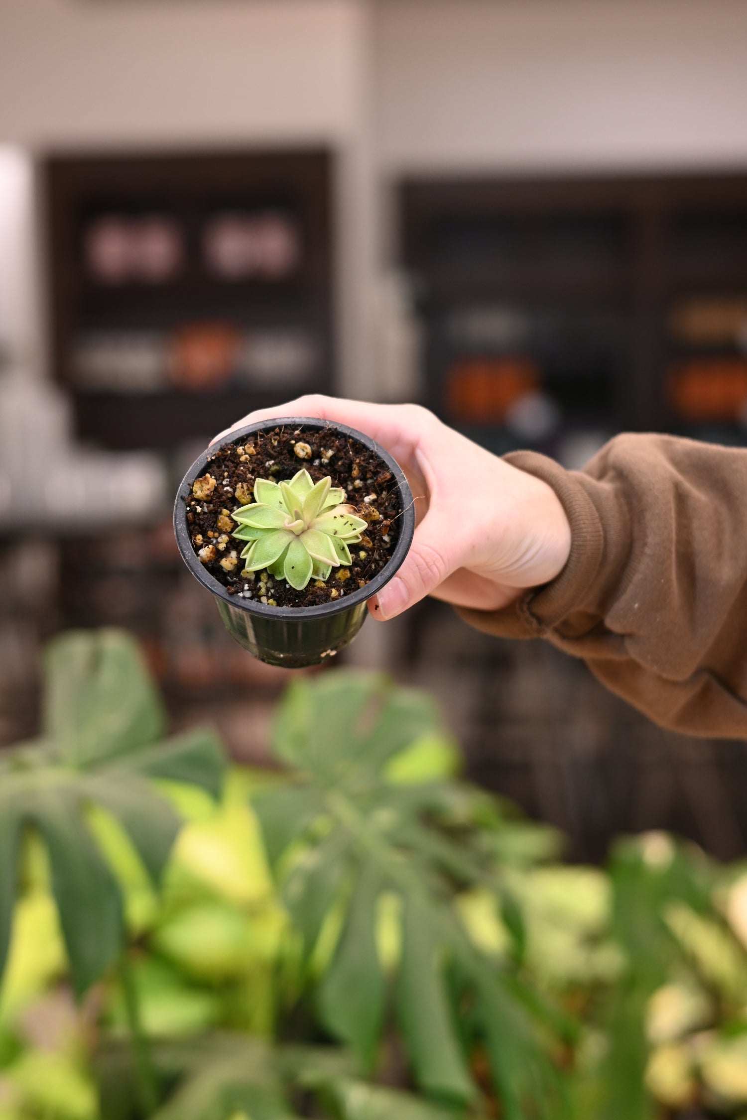 Pinguicula Estrellita