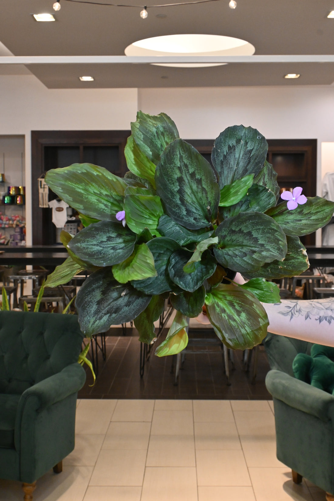 Kaempferia Elegans ‘Shazam’