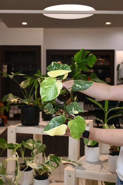 Monstera Thai Constellation