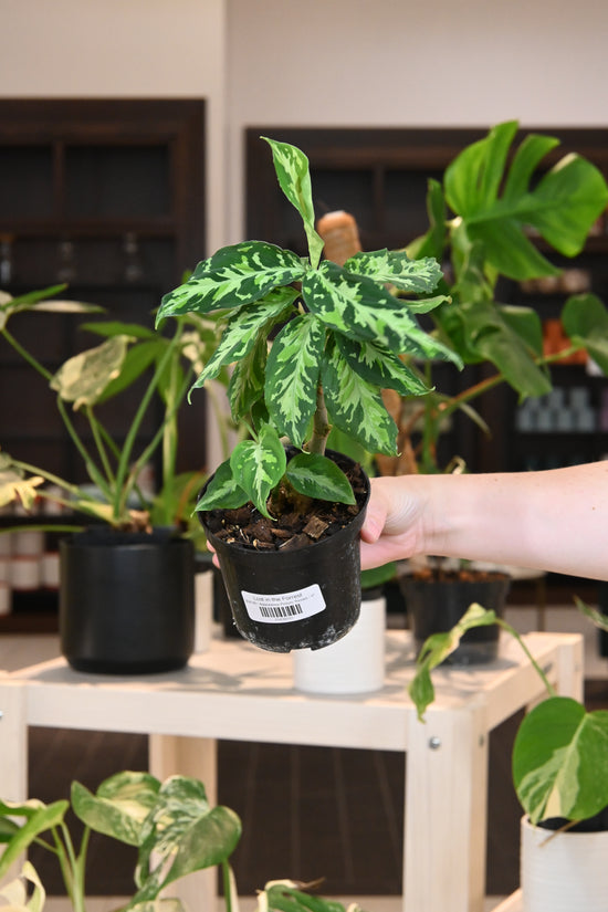 Aglaonema Pictum Tricolor