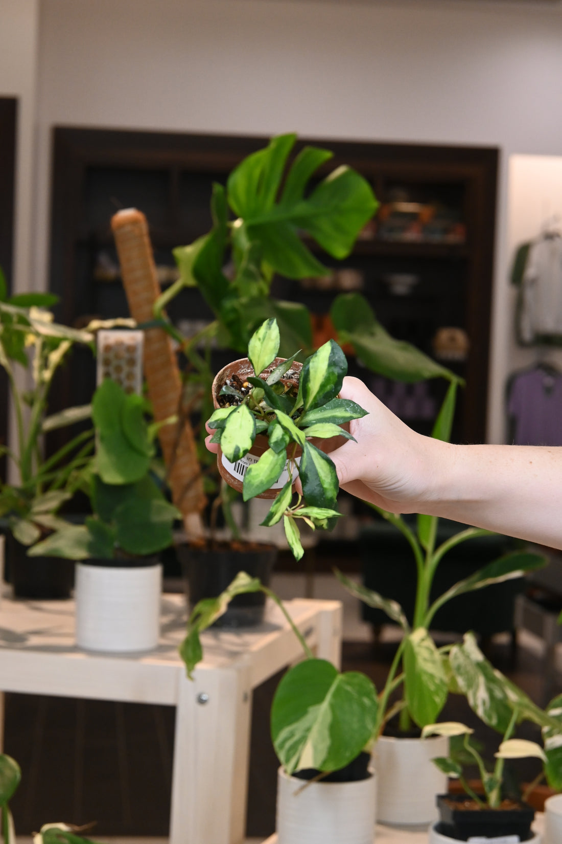 Hoya Lacunosa Variegata