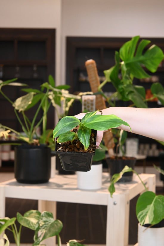 Musa Banana Aurea