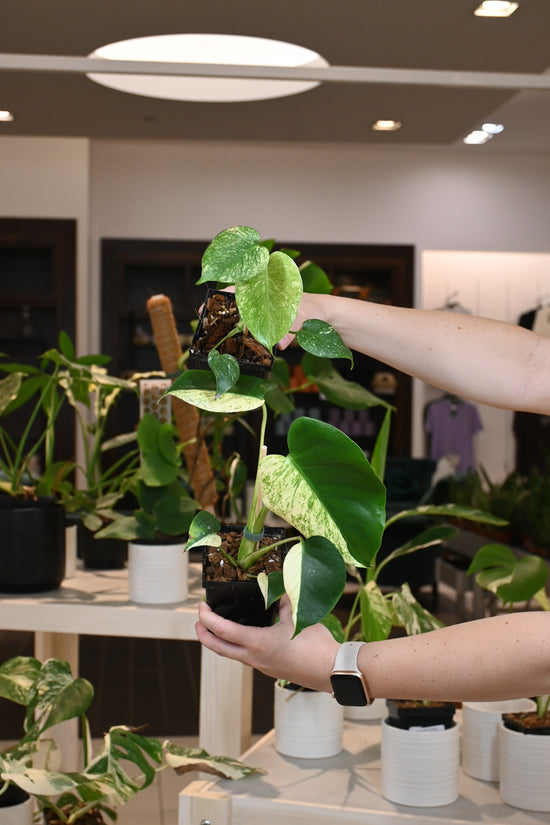 Mint Monstera Large Form