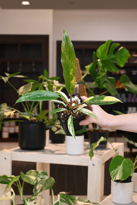 Philodendron Caramel Marble