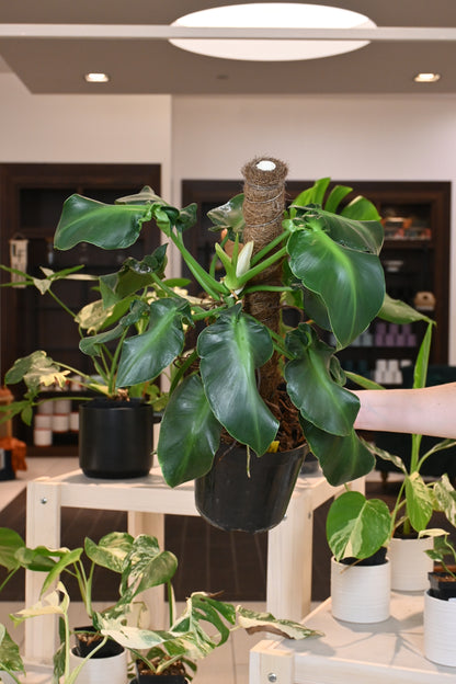 Philodendron Rugosum