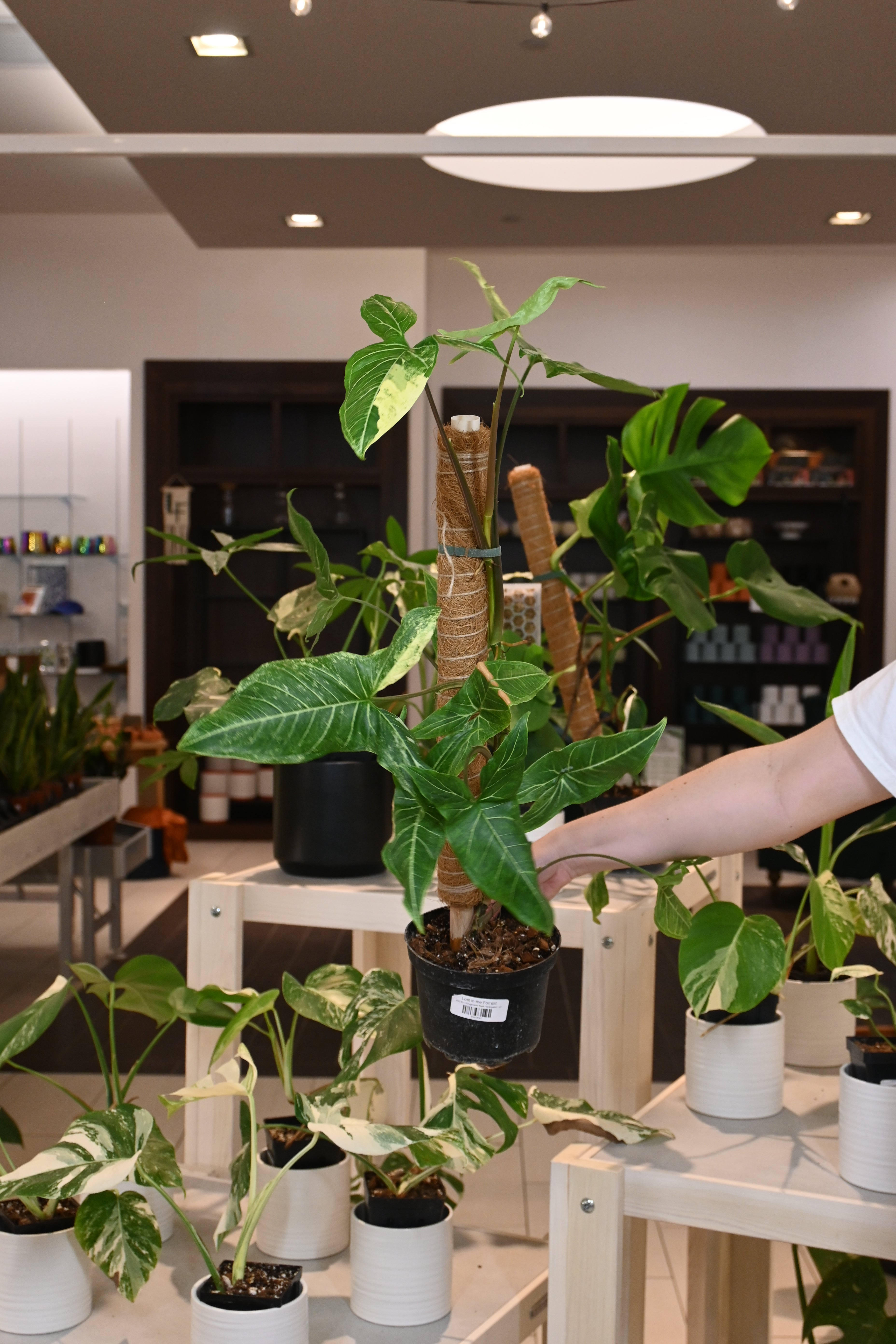 Syngonium Batik Variegated