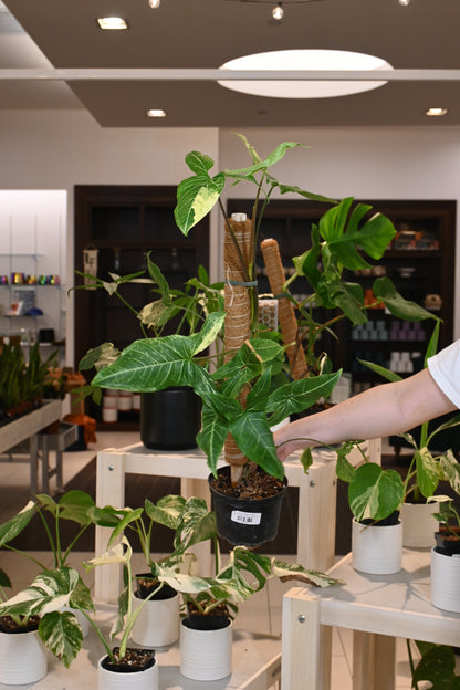 Syngonium Batik Variegated