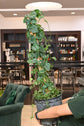 Monstera Dubia