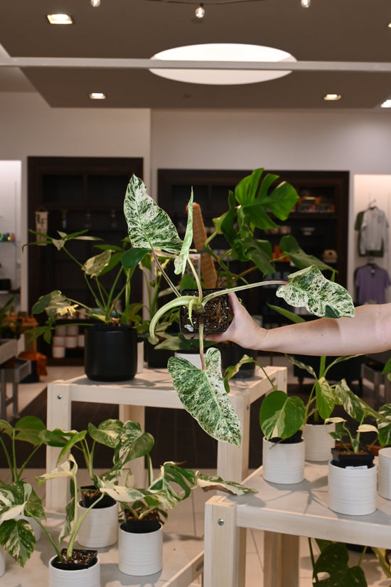 Philodendron Emerald Ice