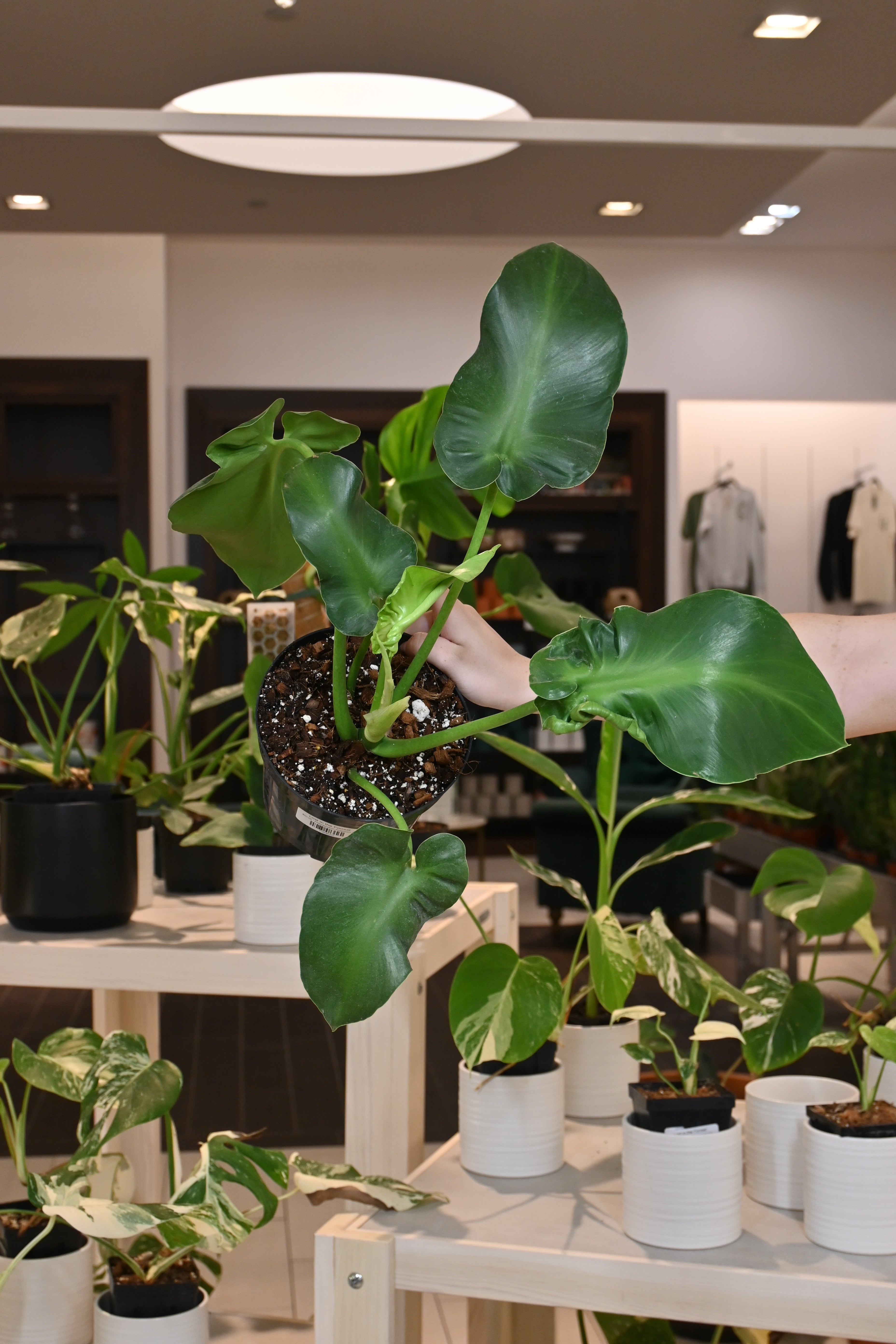 Philodendron Rugosum