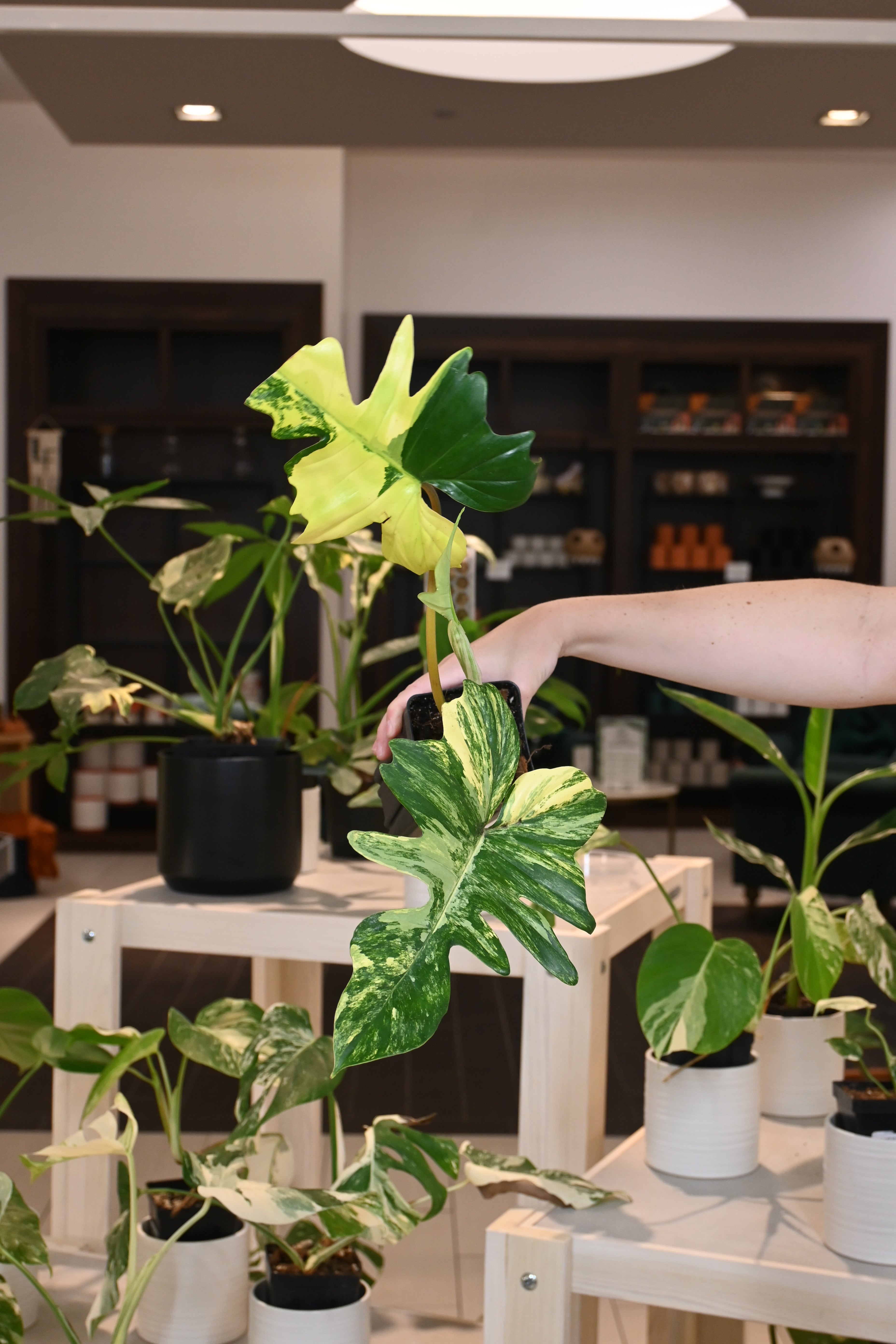 Philodendron Florida Beauty X Mayoii