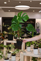Monstera Albo