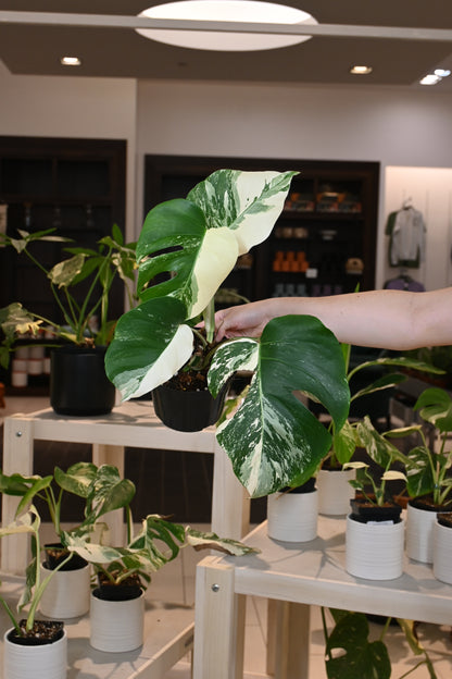 albo monstera near me Monstera Albo – Lost in the Forrest