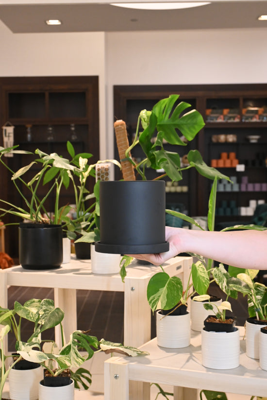 Gordon Pot