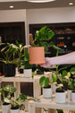 Gordon Pot
