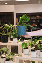 Gordon Pot