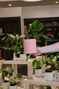 Gordon Pot