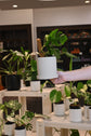 Gordon Pot